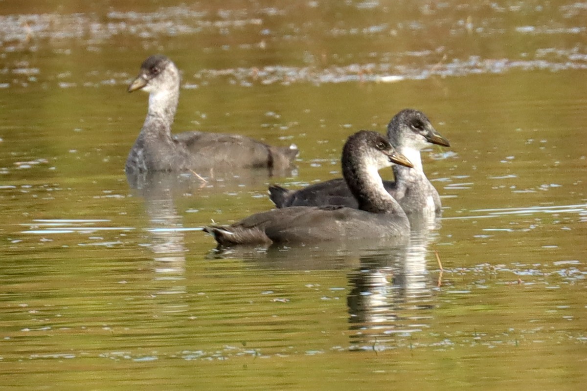 Red-gartered Coot - Miguel Angel Bean