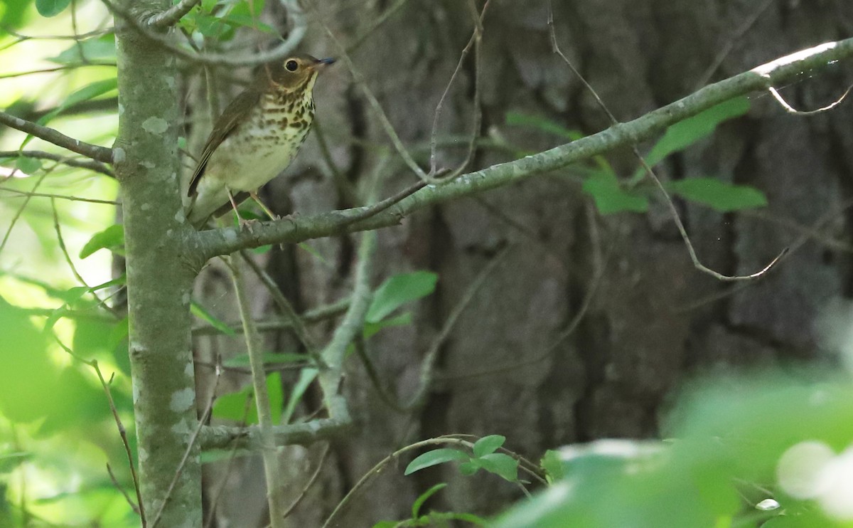 Swainson's Thrush (Olive-backed) - Rob Bielawski