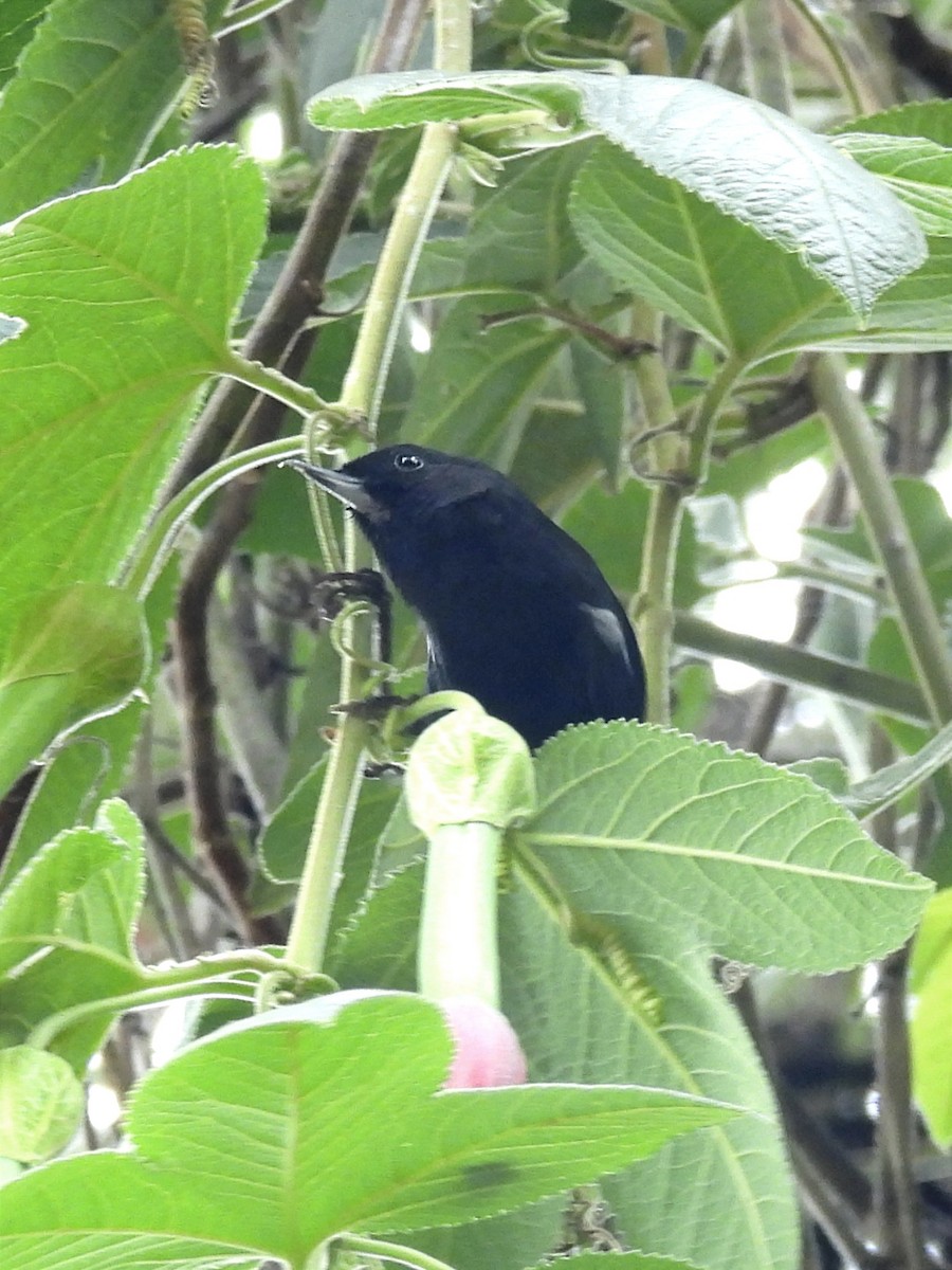 Black Flowerpiercer - ML619415048