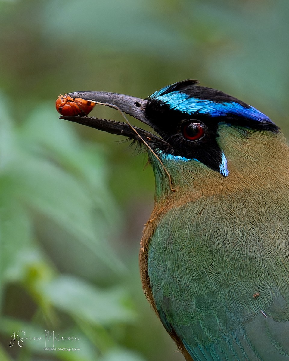 Lesson's Motmot - Javier Solano Malavassi