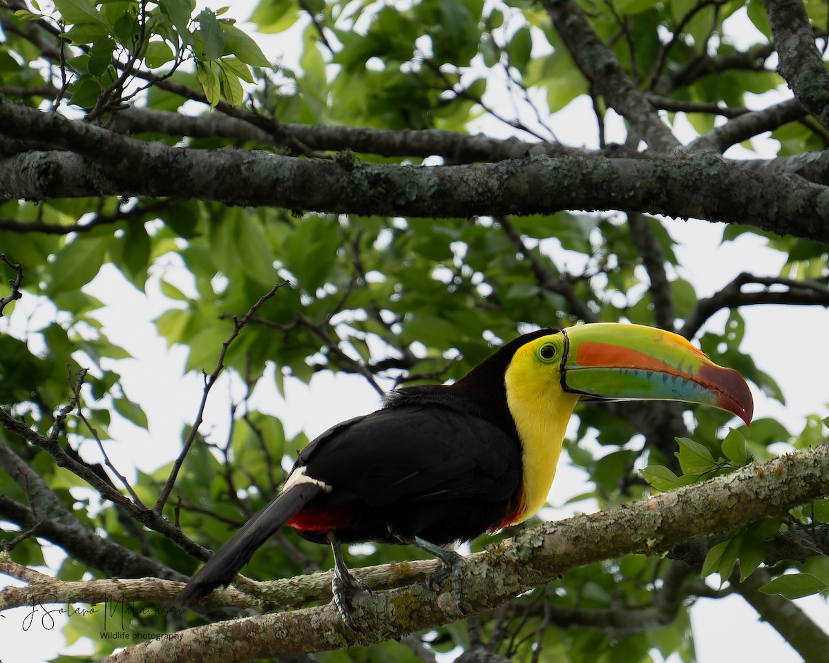 Keel-billed Toucan - ML619415072