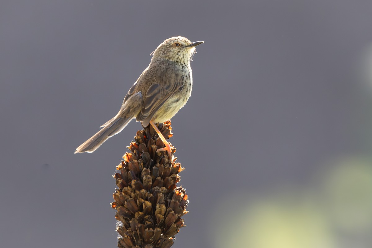 Karoo Prinia - Walter Beyleveldt