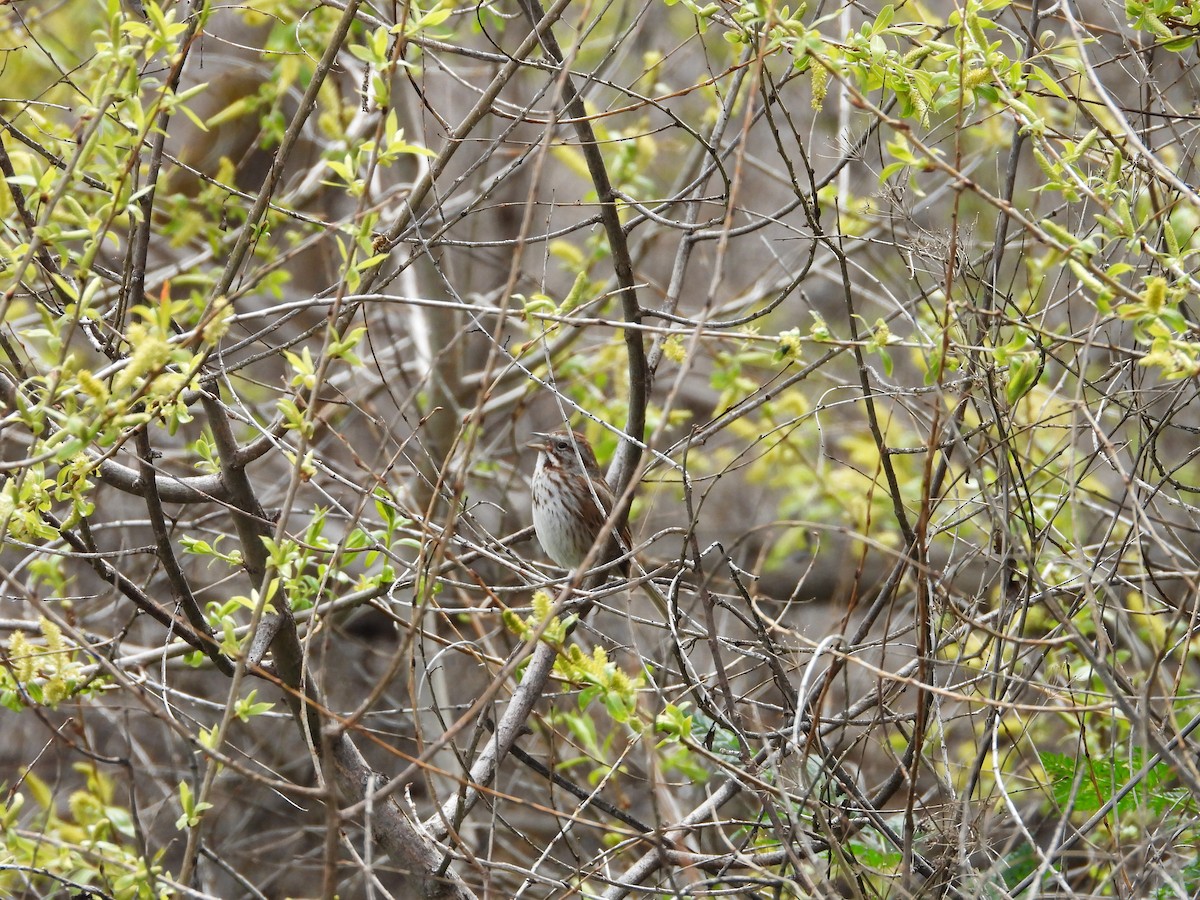 Song Sparrow - Maura Powers