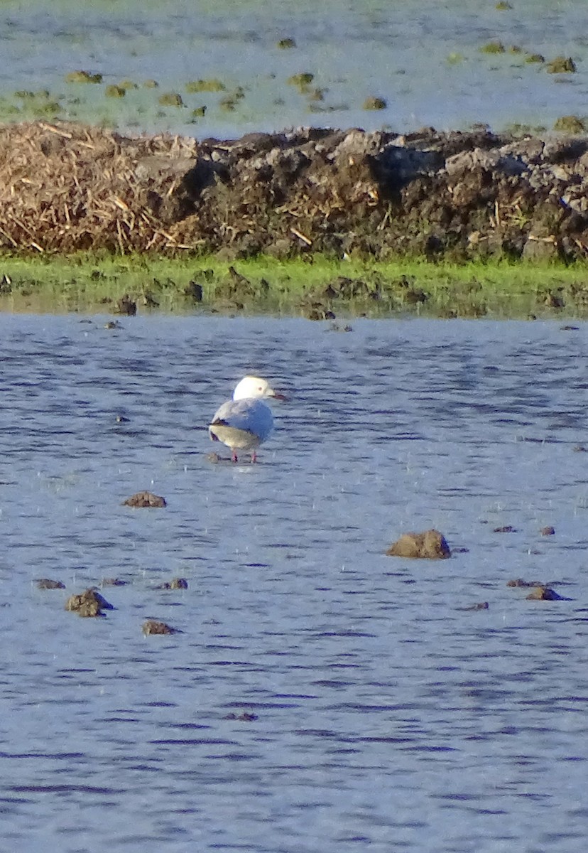 Slender-billed Gull - Ángel Bereje Guidault