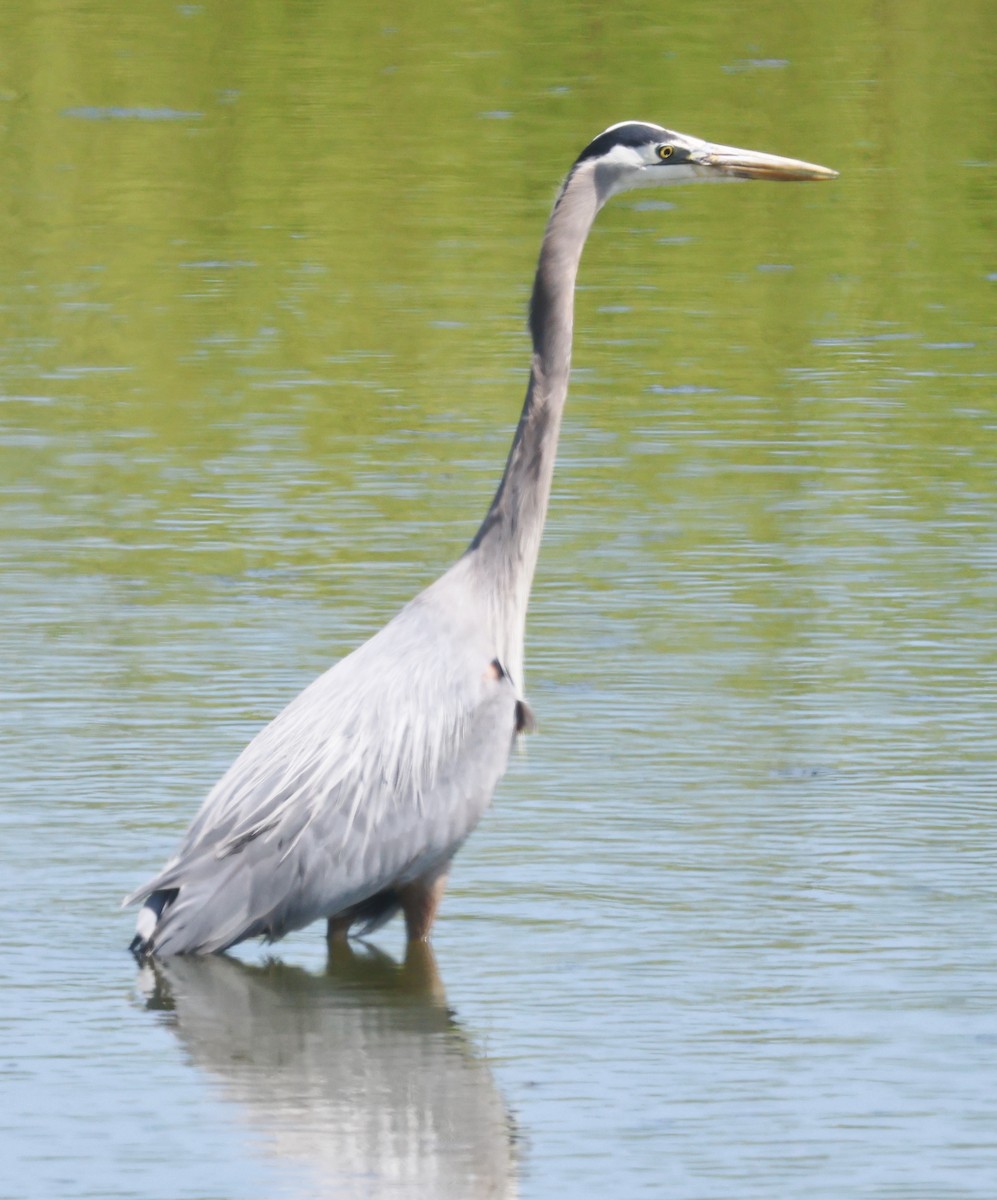 Great Blue Heron - Jim Parker