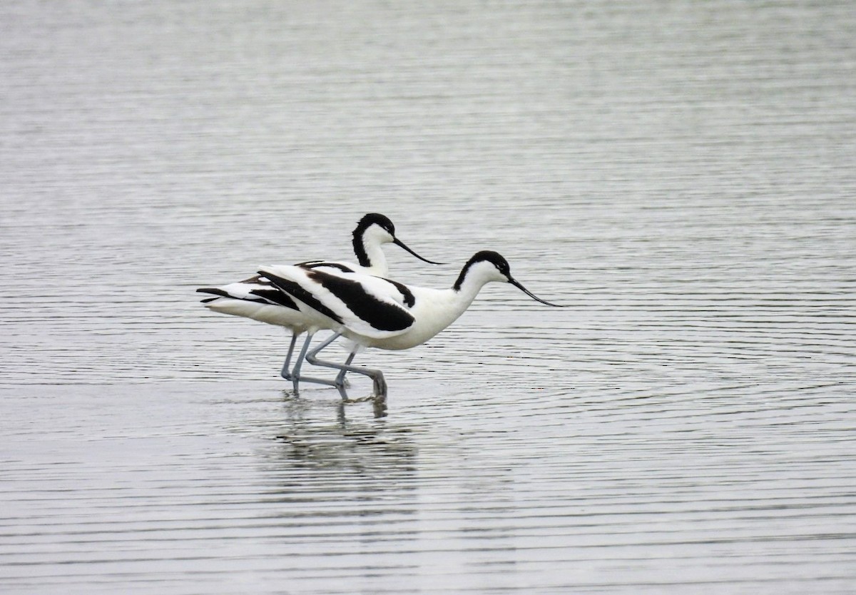 Pied Avocet - Peter Middleton