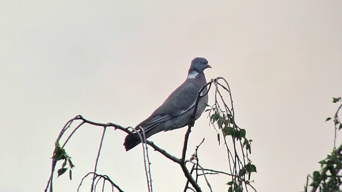 Common Wood-Pigeon - Andre Güttler