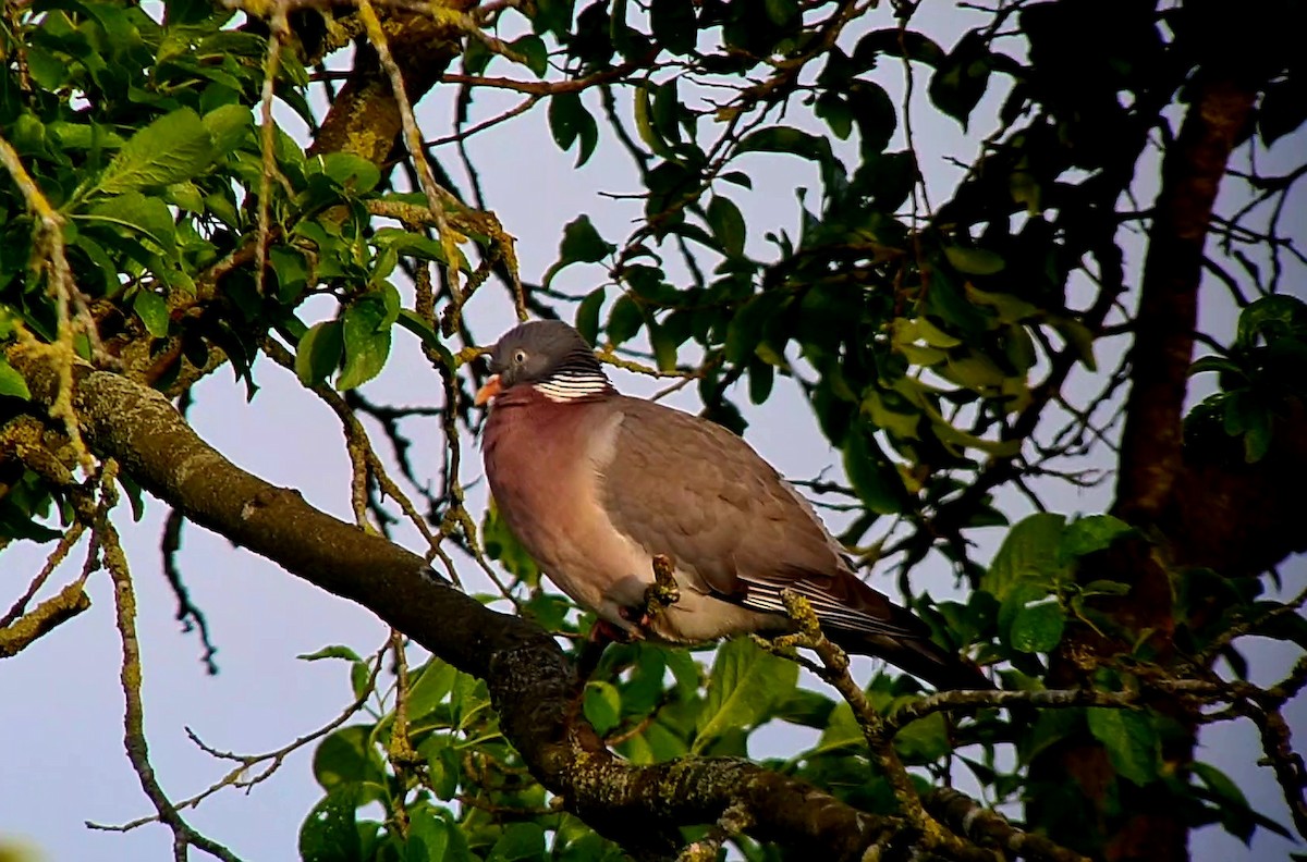 Common Wood-Pigeon - Andre Güttler