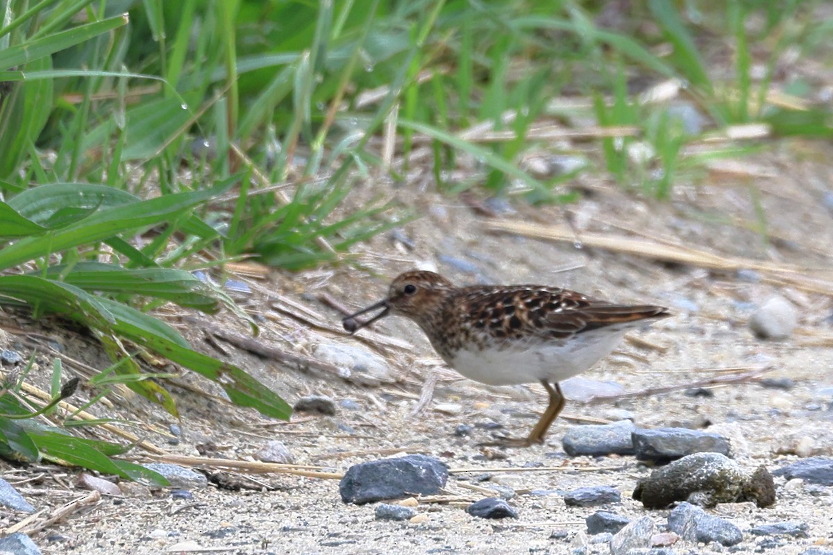 Least Sandpiper - Darcy Pinotti