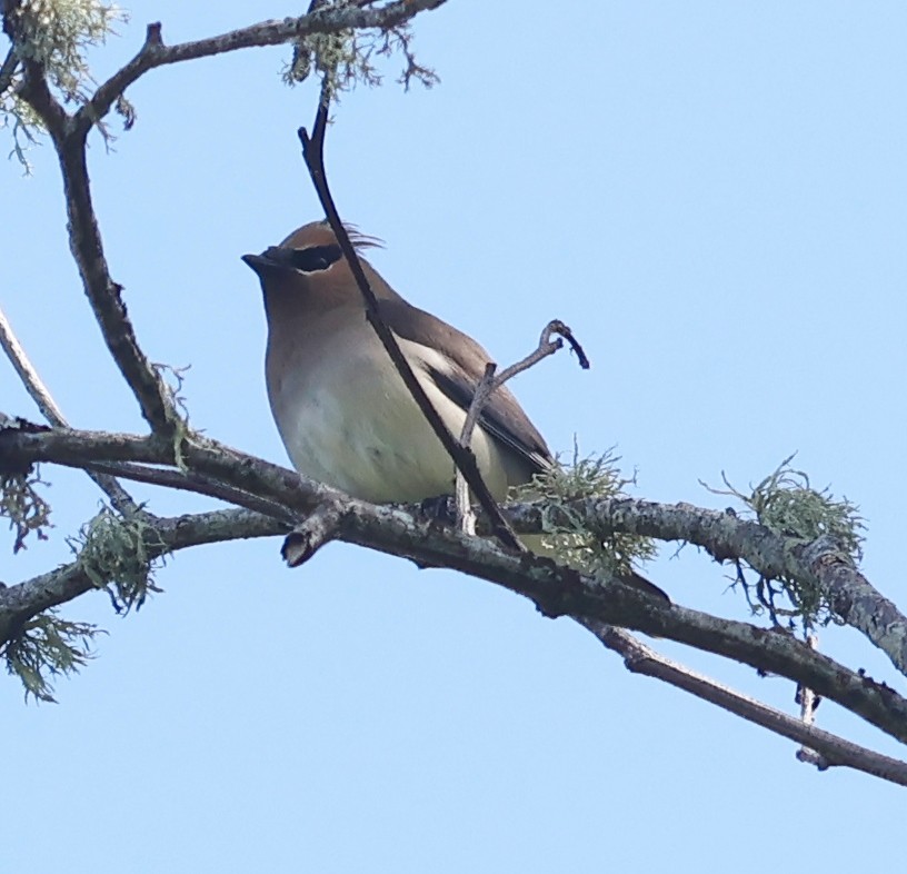 Cedar Waxwing - Jim Parker