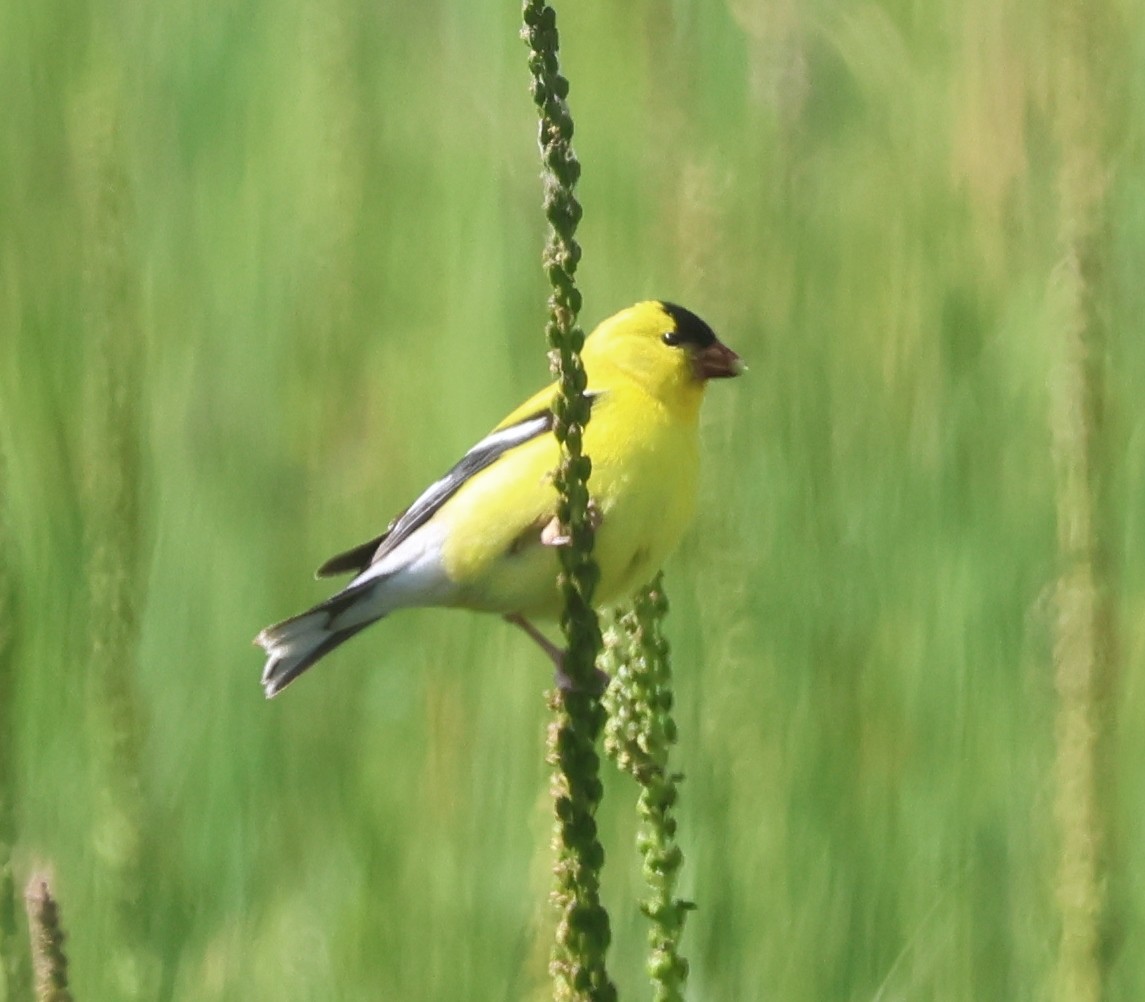 American Goldfinch - Jim Parker