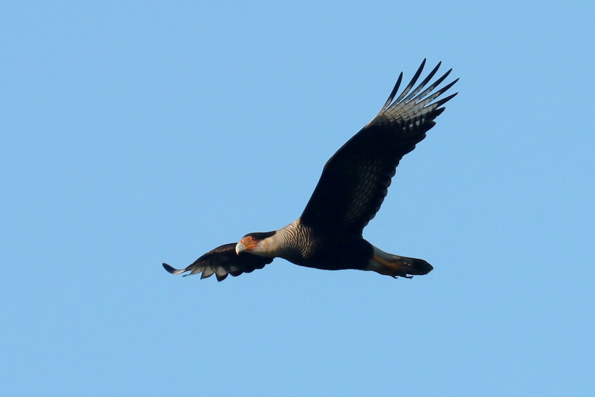 Crested Caracara - Miguel Angel Bean