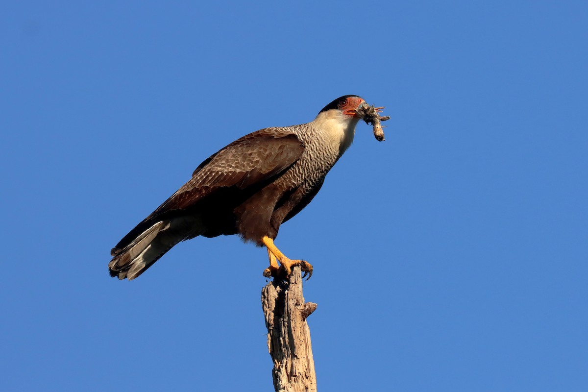 Crested Caracara - Miguel Angel Bean