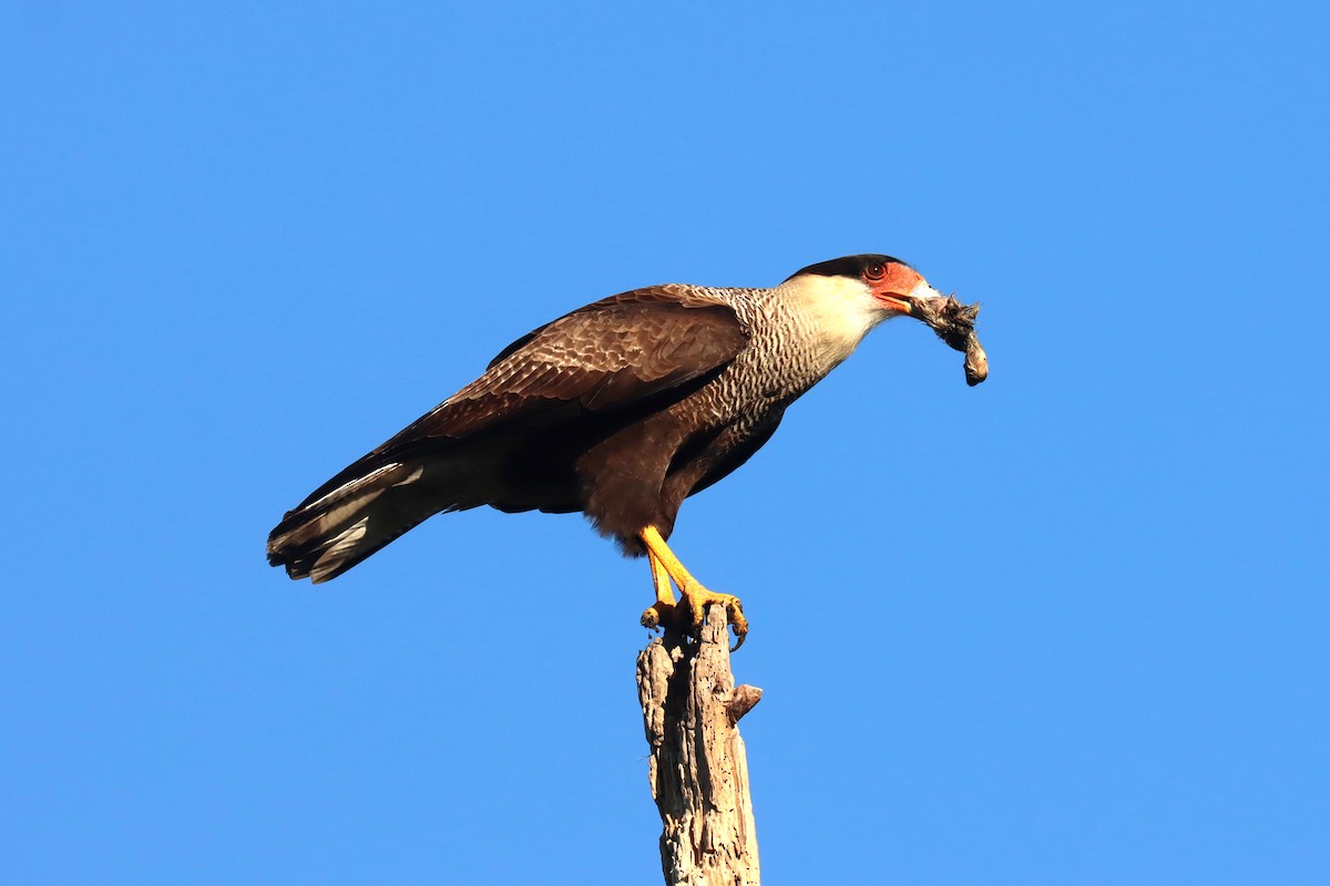 Crested Caracara - Miguel Angel Bean