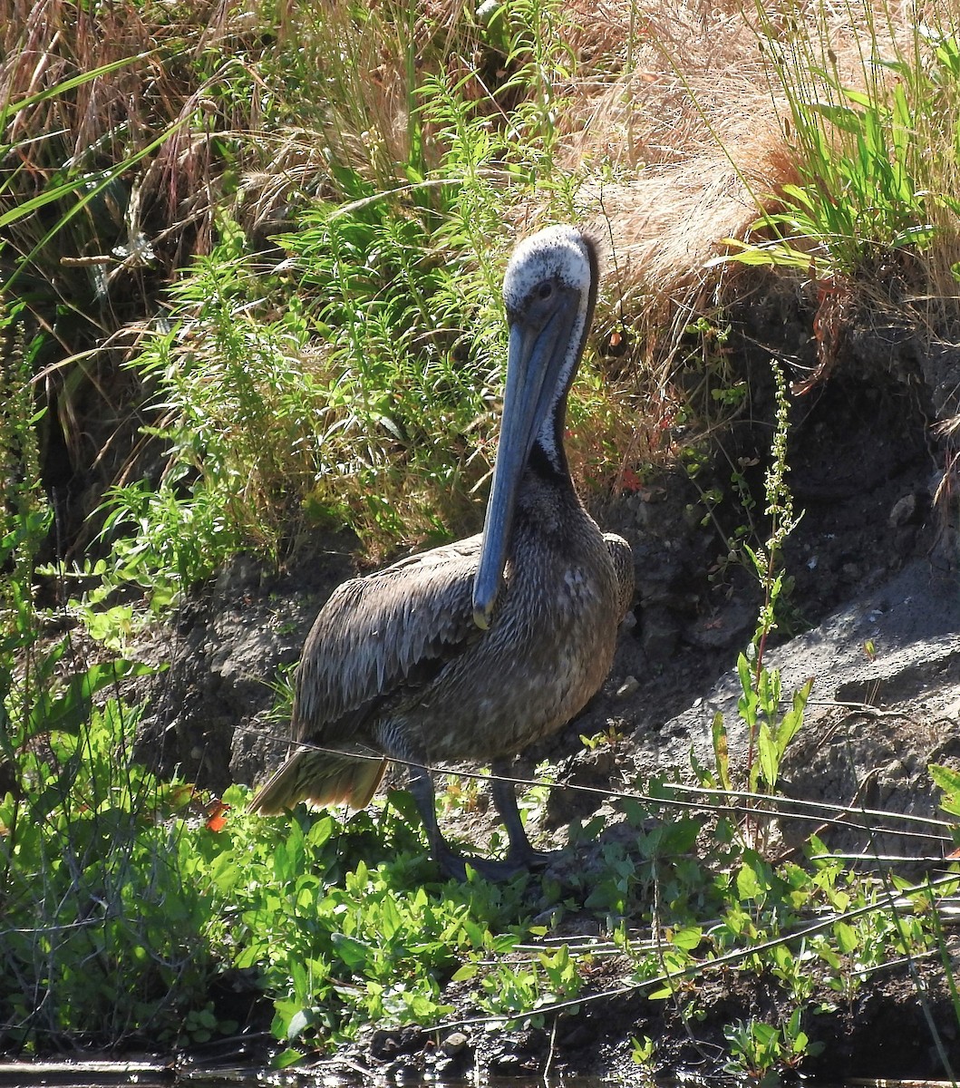 Brown Pelican - Denise & David Hamilton