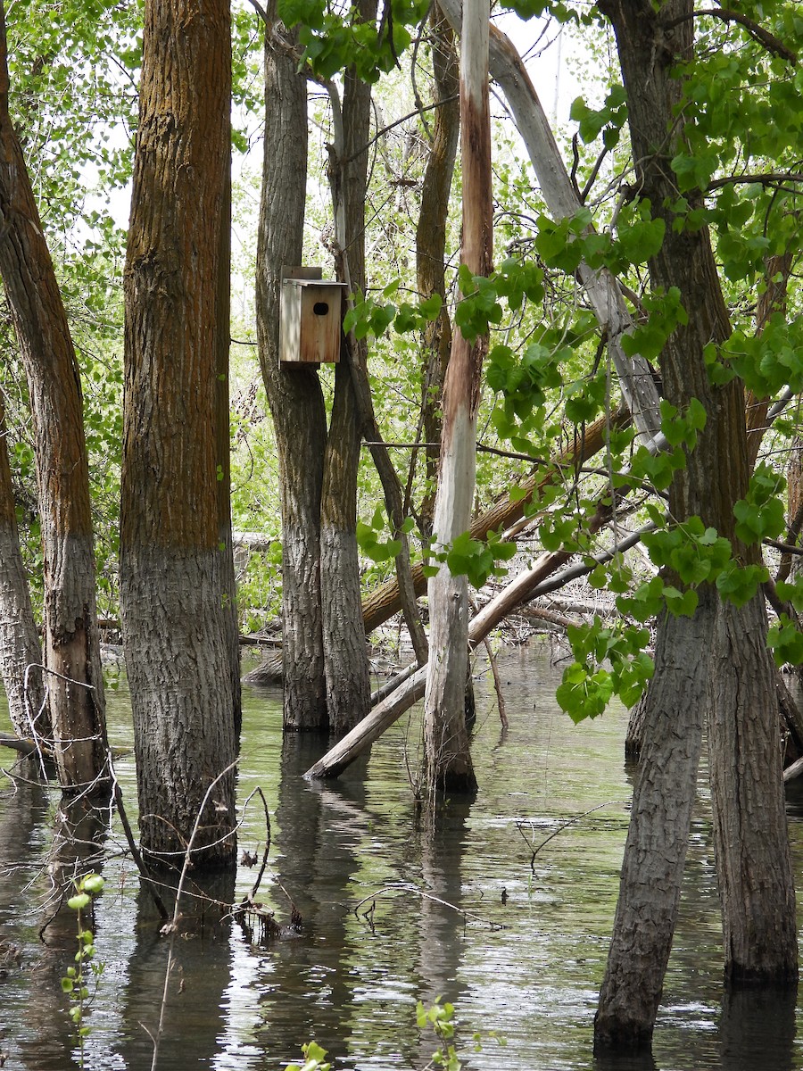 Wood Duck - ML619415156