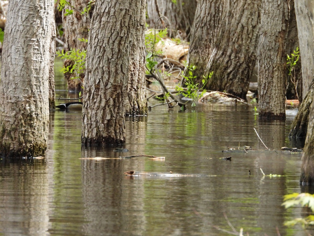 Wood Duck - ML619415157