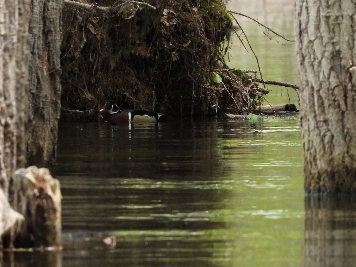 Wood Duck - ML619415158