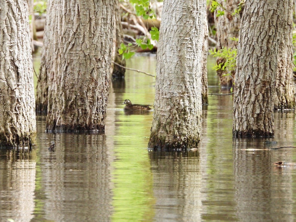 Wood Duck - ML619415160