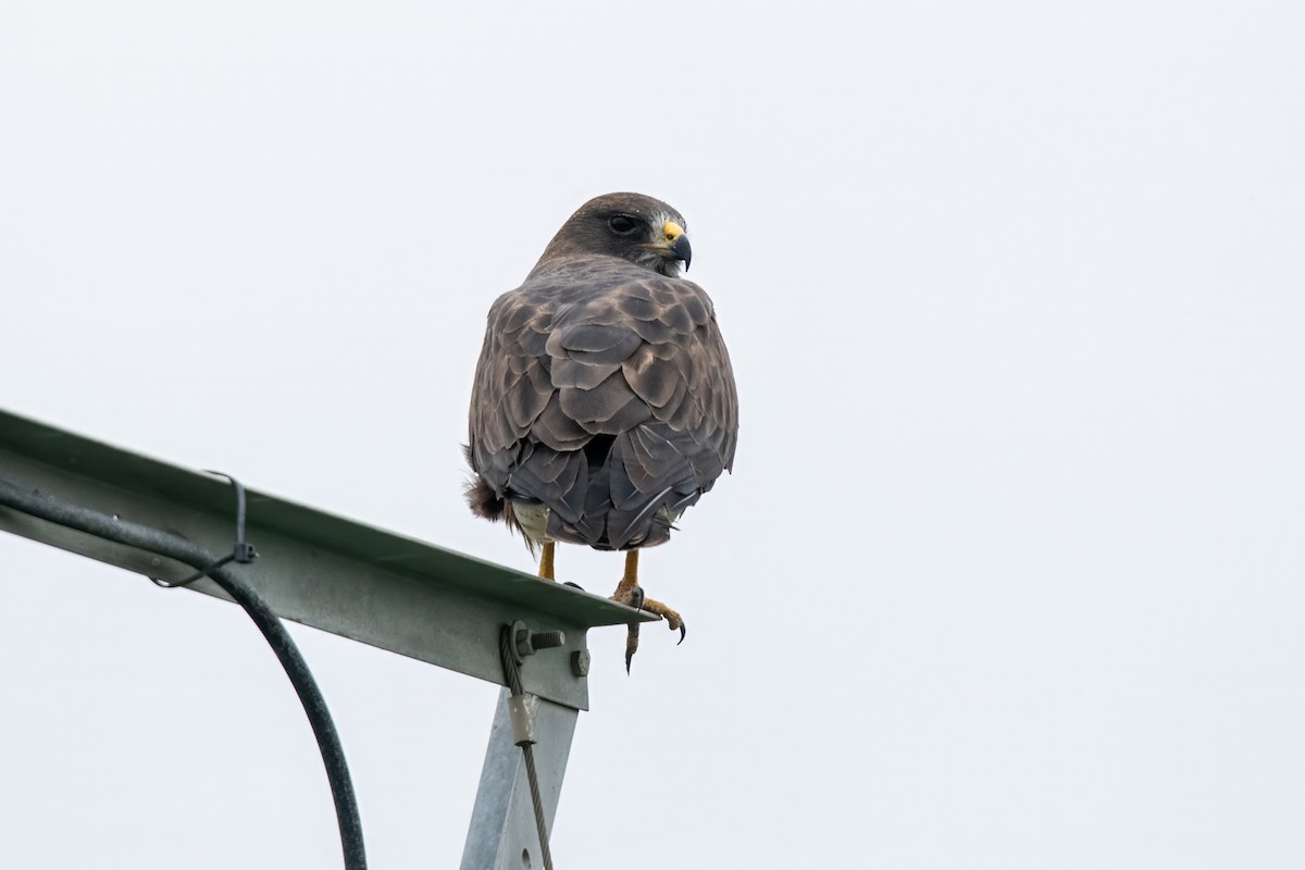 Swainson's Hawk - Dominic More O’Ferrall