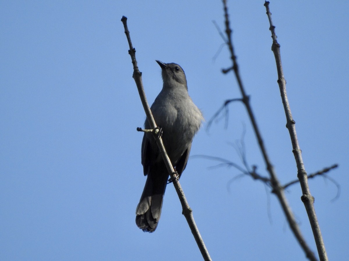 Gray Catbird - Anita Hooker