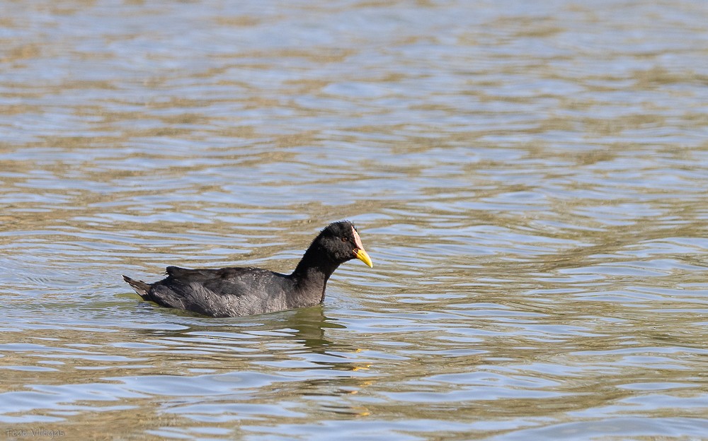 Red-fronted Coot - Federico Villegas
