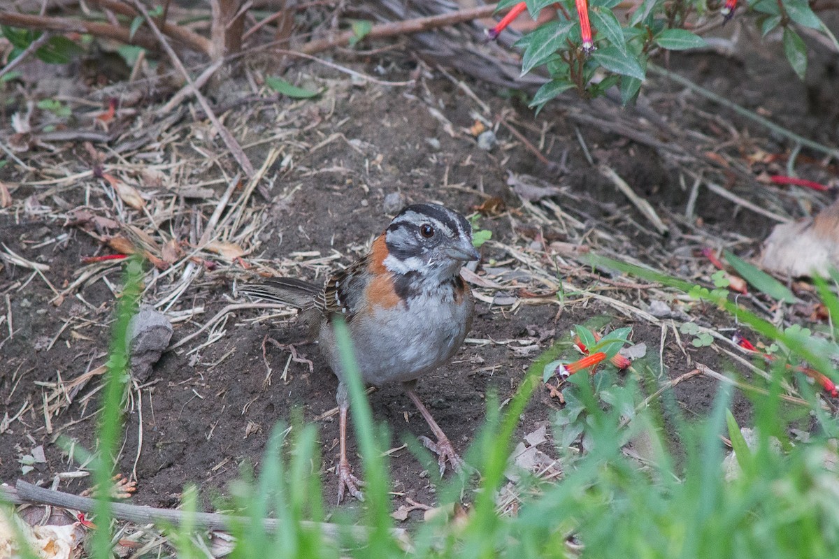 Rufous-collared Sparrow - Nancy Davis