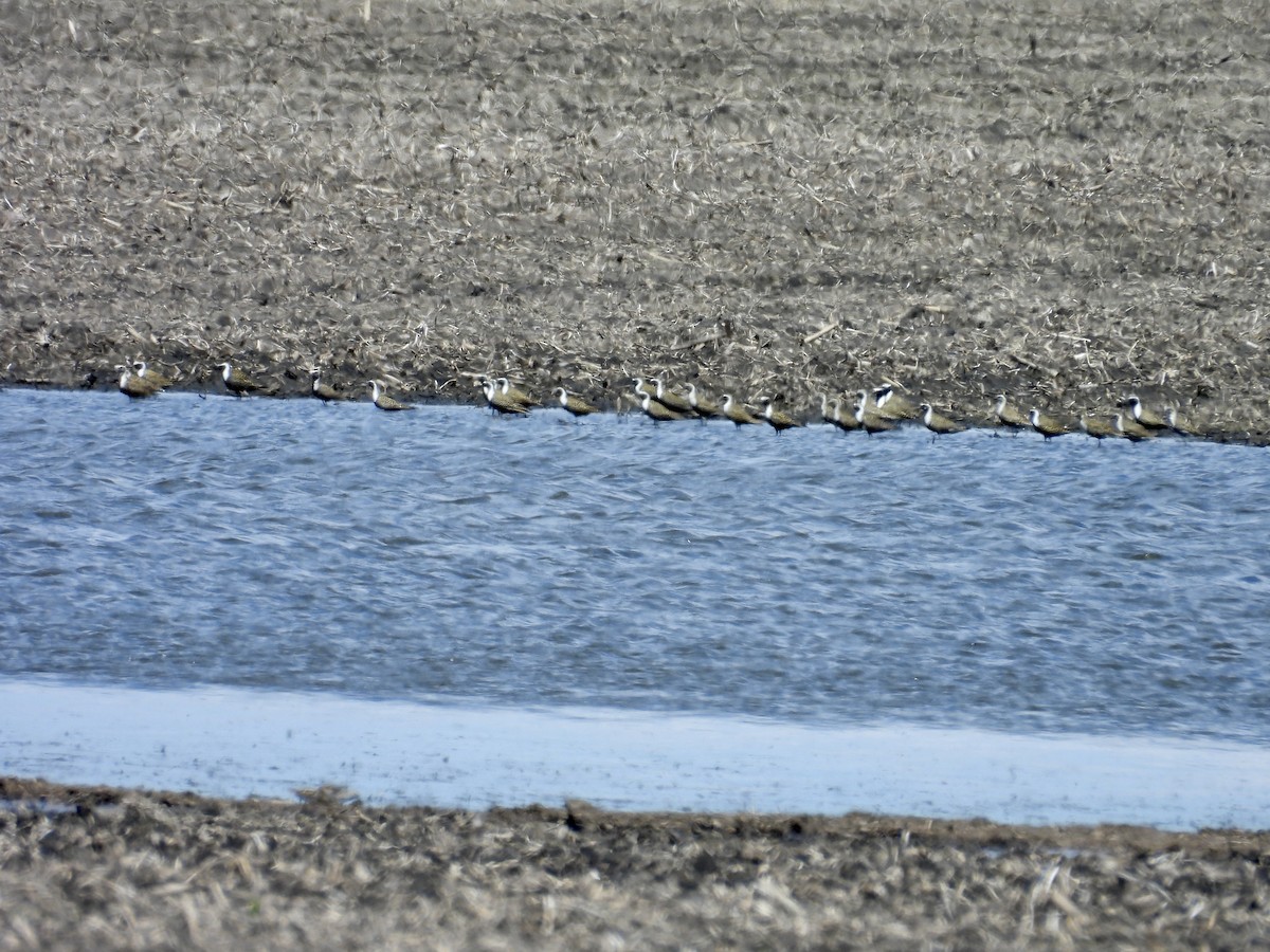 American Golden-Plover - ML619415177