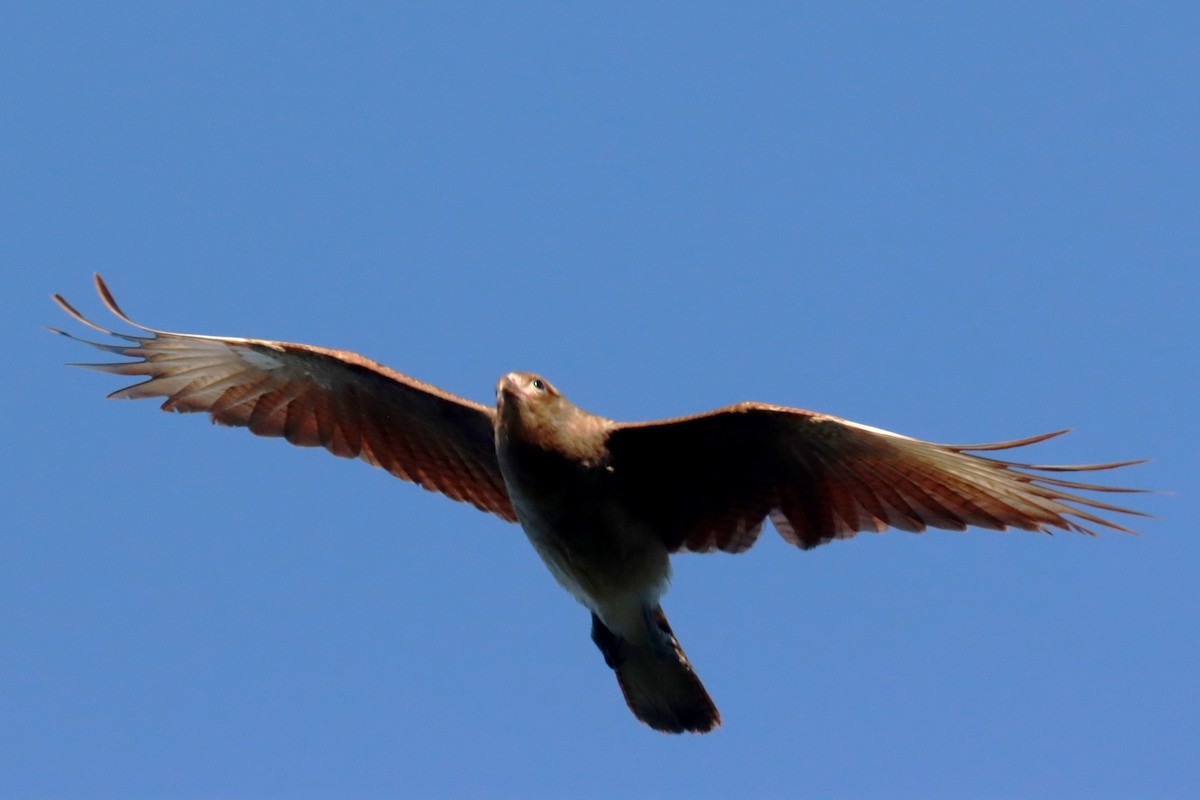 Chimango Caracara - Miguel Angel Bean