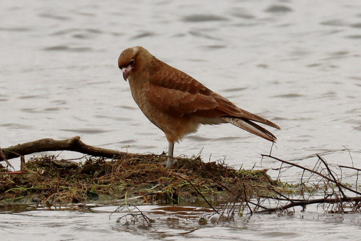 Chimango Caracara - Miguel Angel Bean