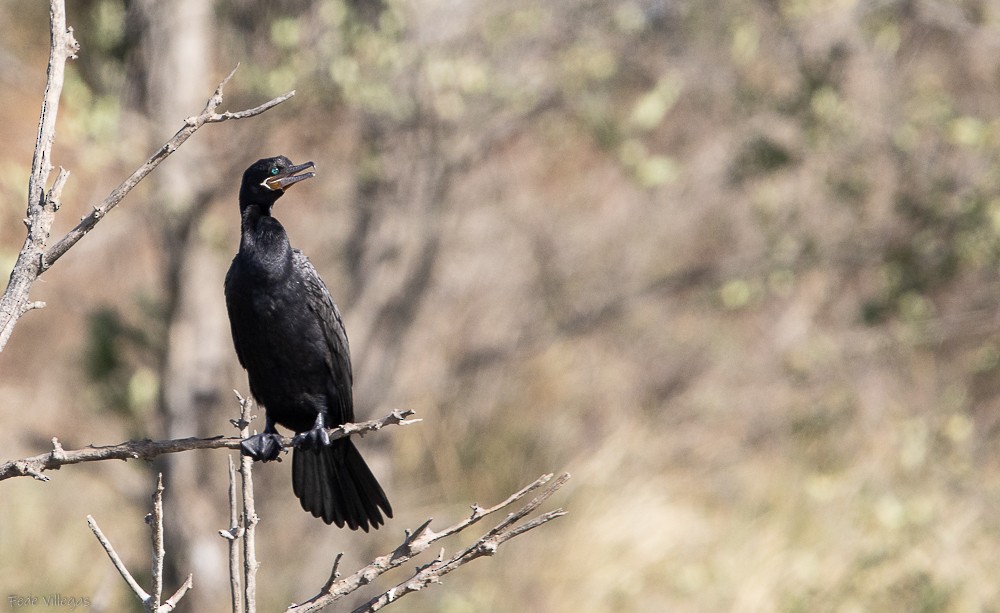 Neotropic Cormorant - Federico Villegas