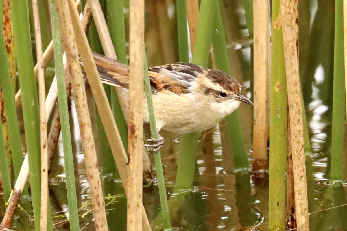 Wren-like Rushbird - Miguel Angel Bean