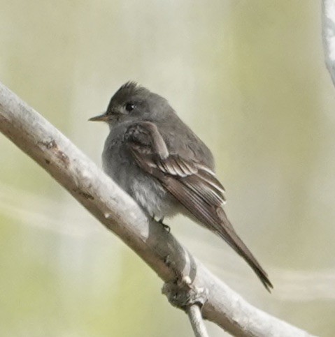 Western Wood-Pewee - Donna Franke