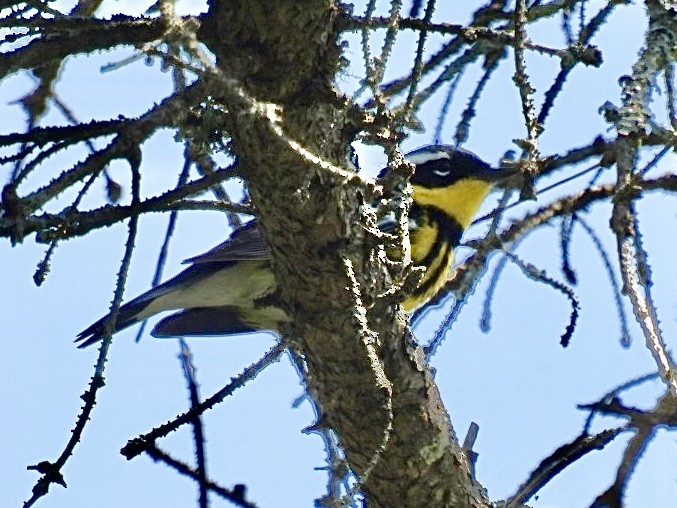 Magnolia Warbler - Donna Reis