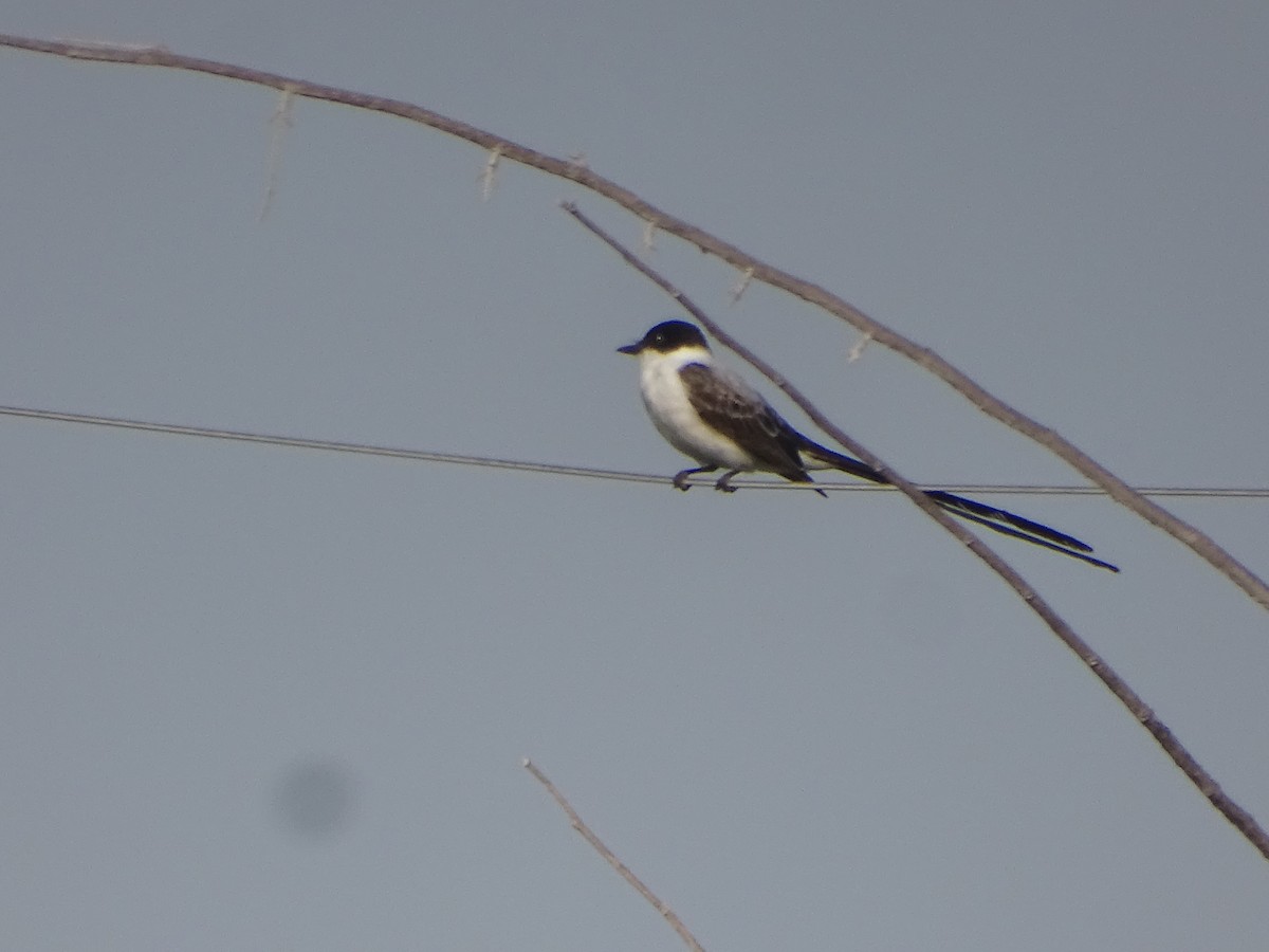 Fork-tailed Flycatcher - Salvador Bautista
