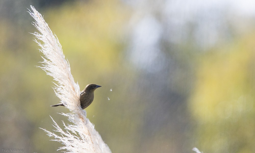 Chestnut-capped Blackbird - Federico Villegas