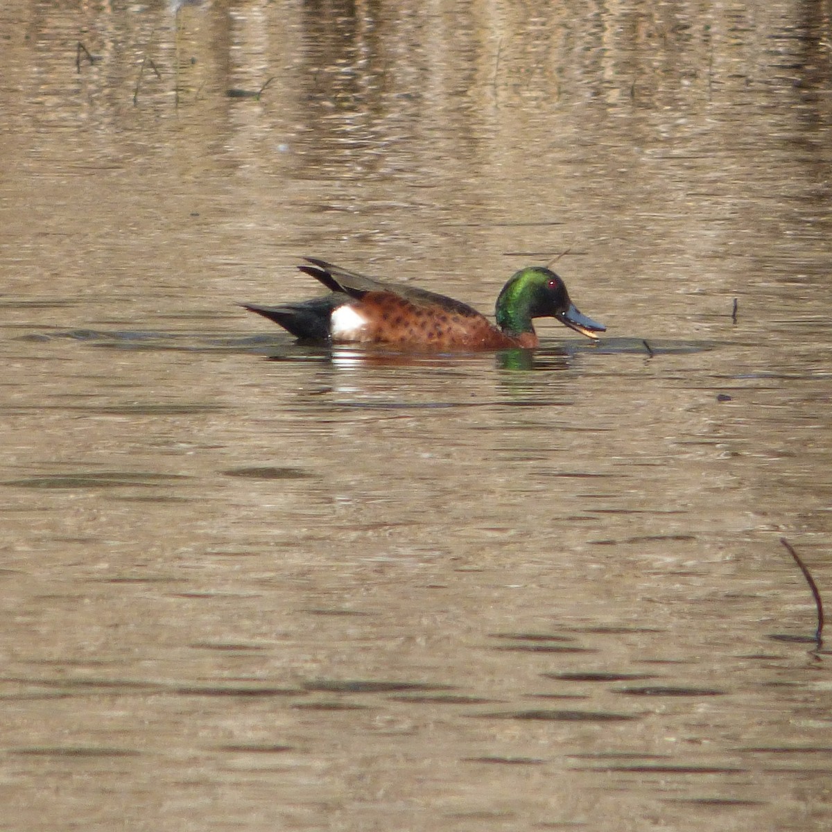 Chestnut Teal - Michael O’Sullivan