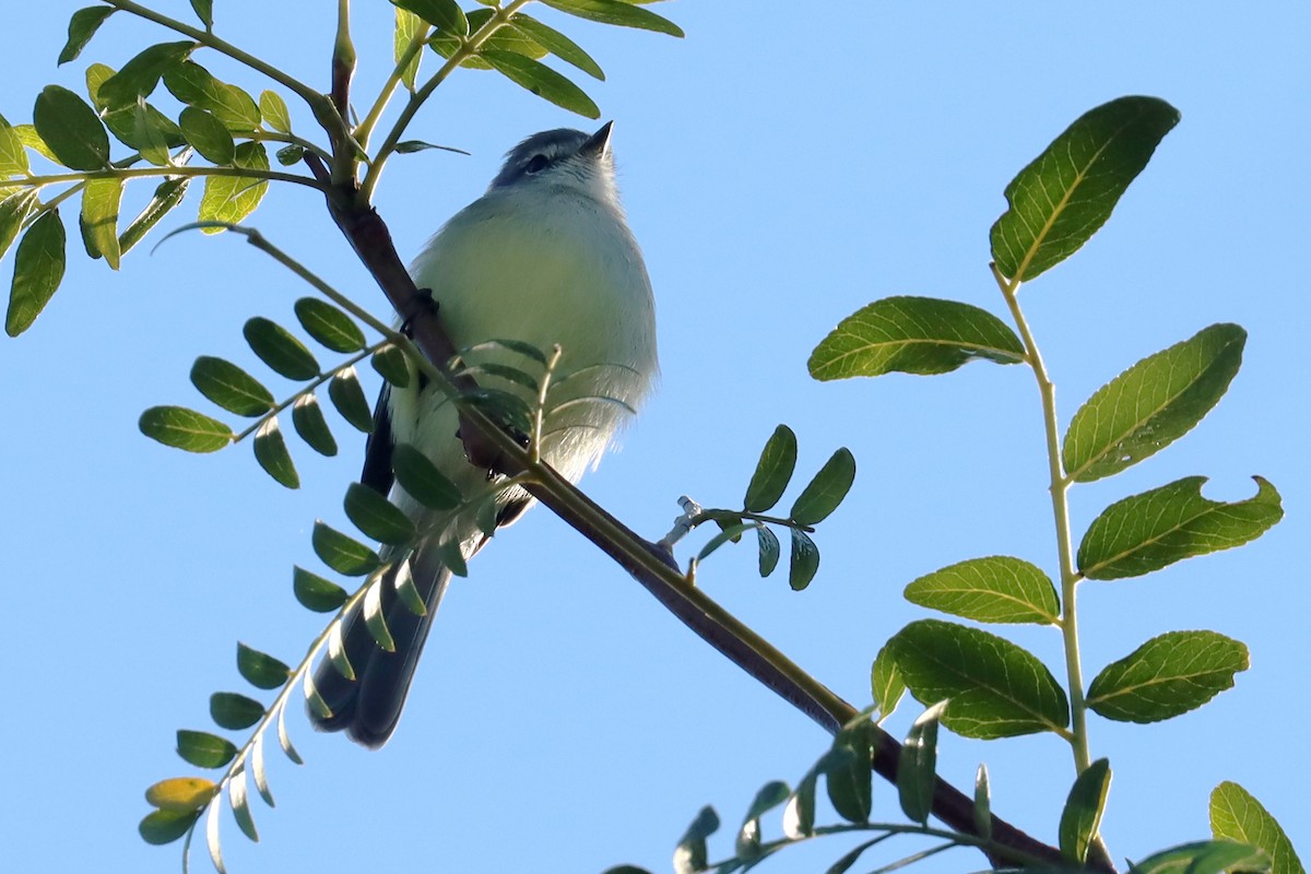 White-crested Tyrannulet - Miguel Angel Bean