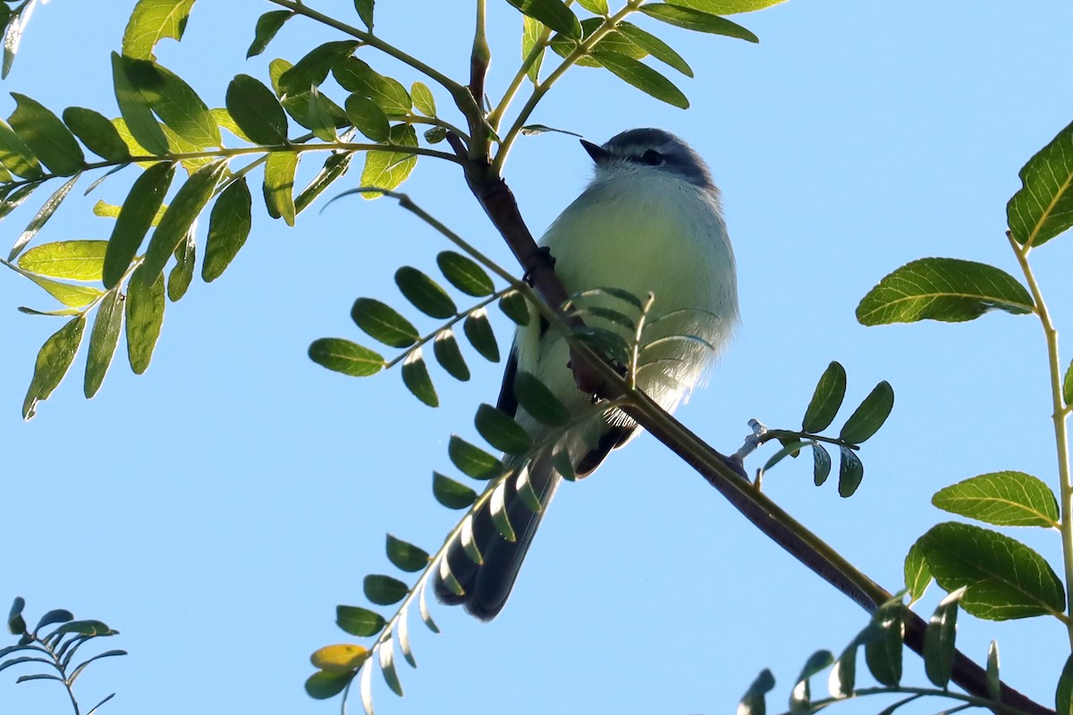 White-crested Tyrannulet - Miguel Angel Bean