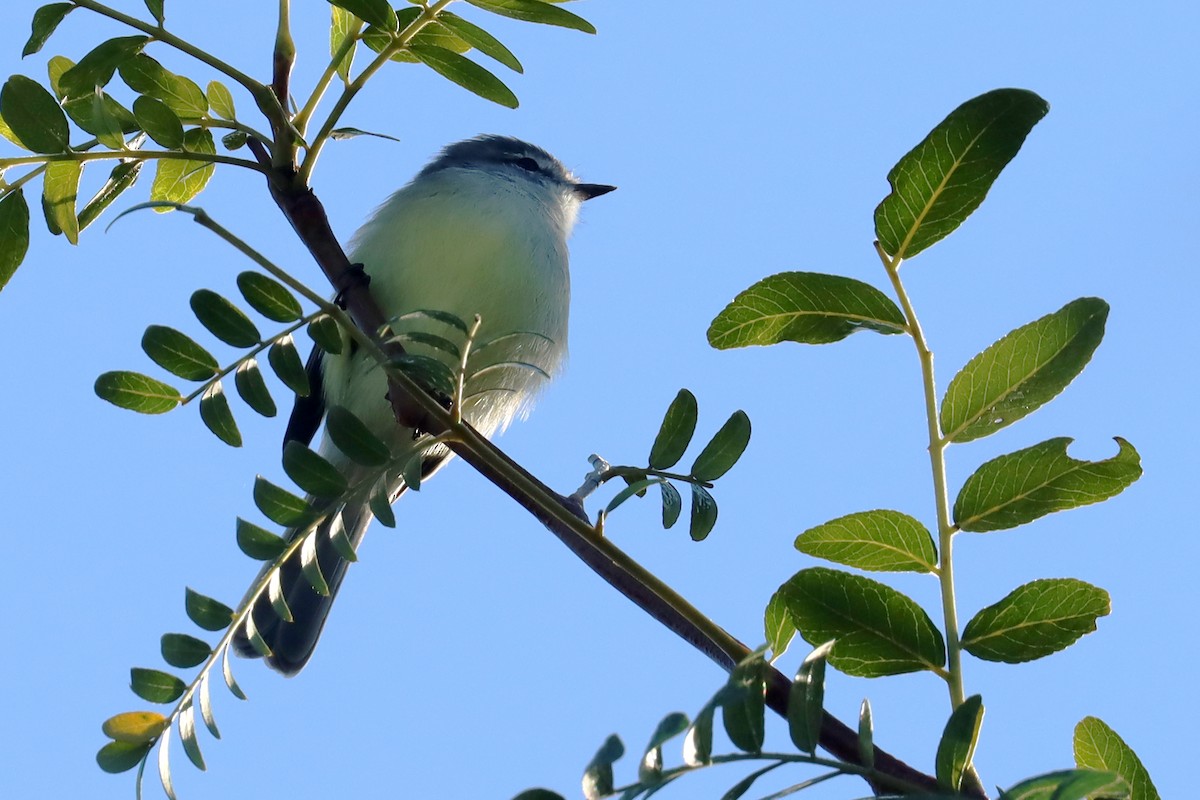 White-crested Tyrannulet - Miguel Angel Bean