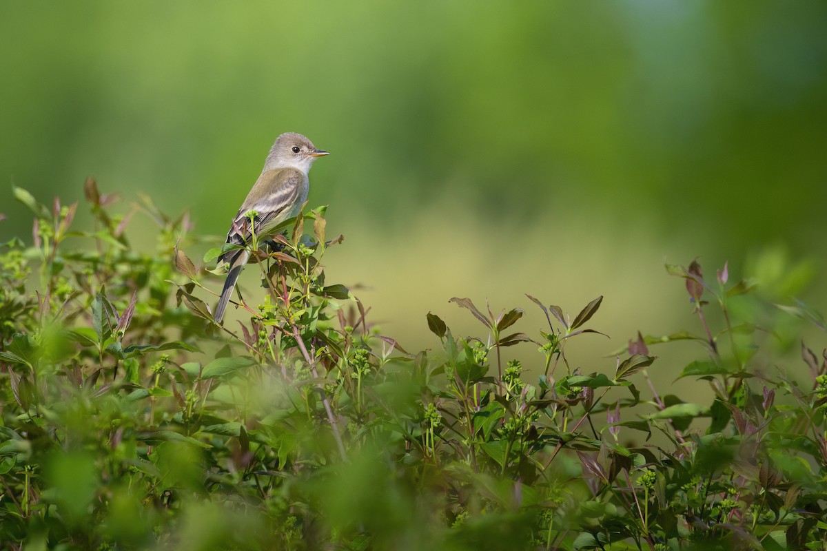 Willow Flycatcher - Beau Cotter