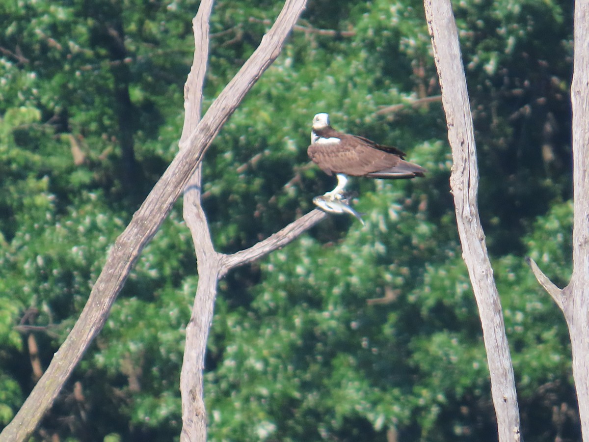 Águila Pescadora - ML619415243