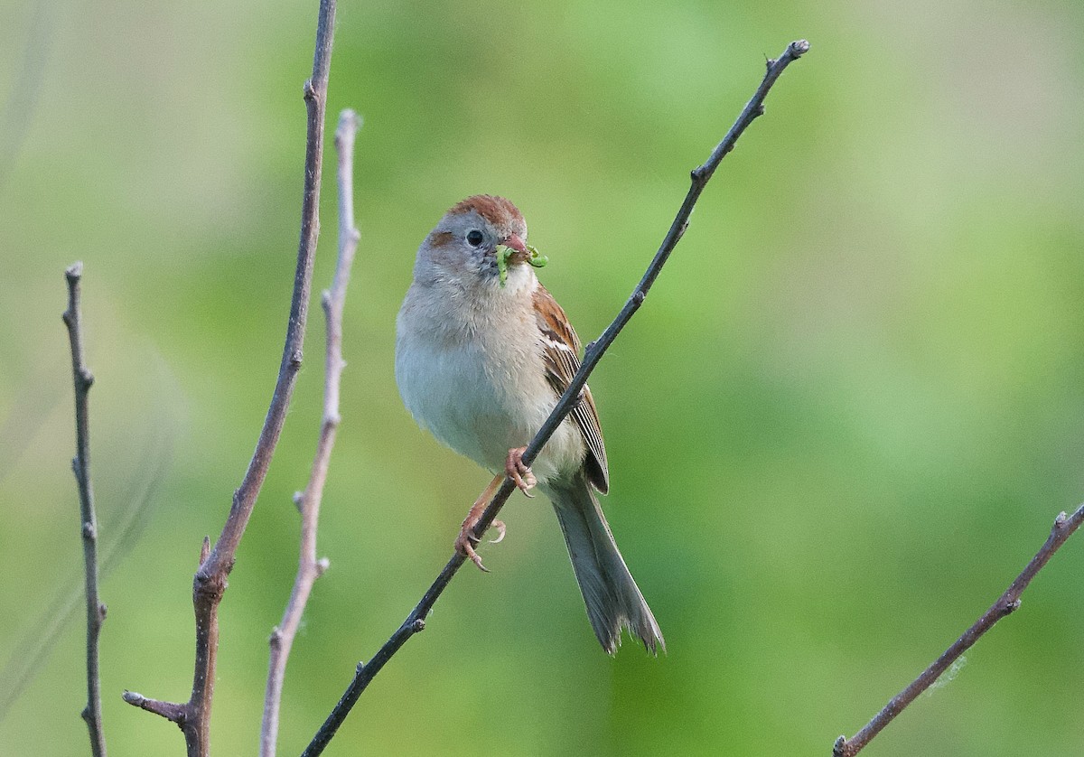 Field Sparrow - Lisa Klepacz