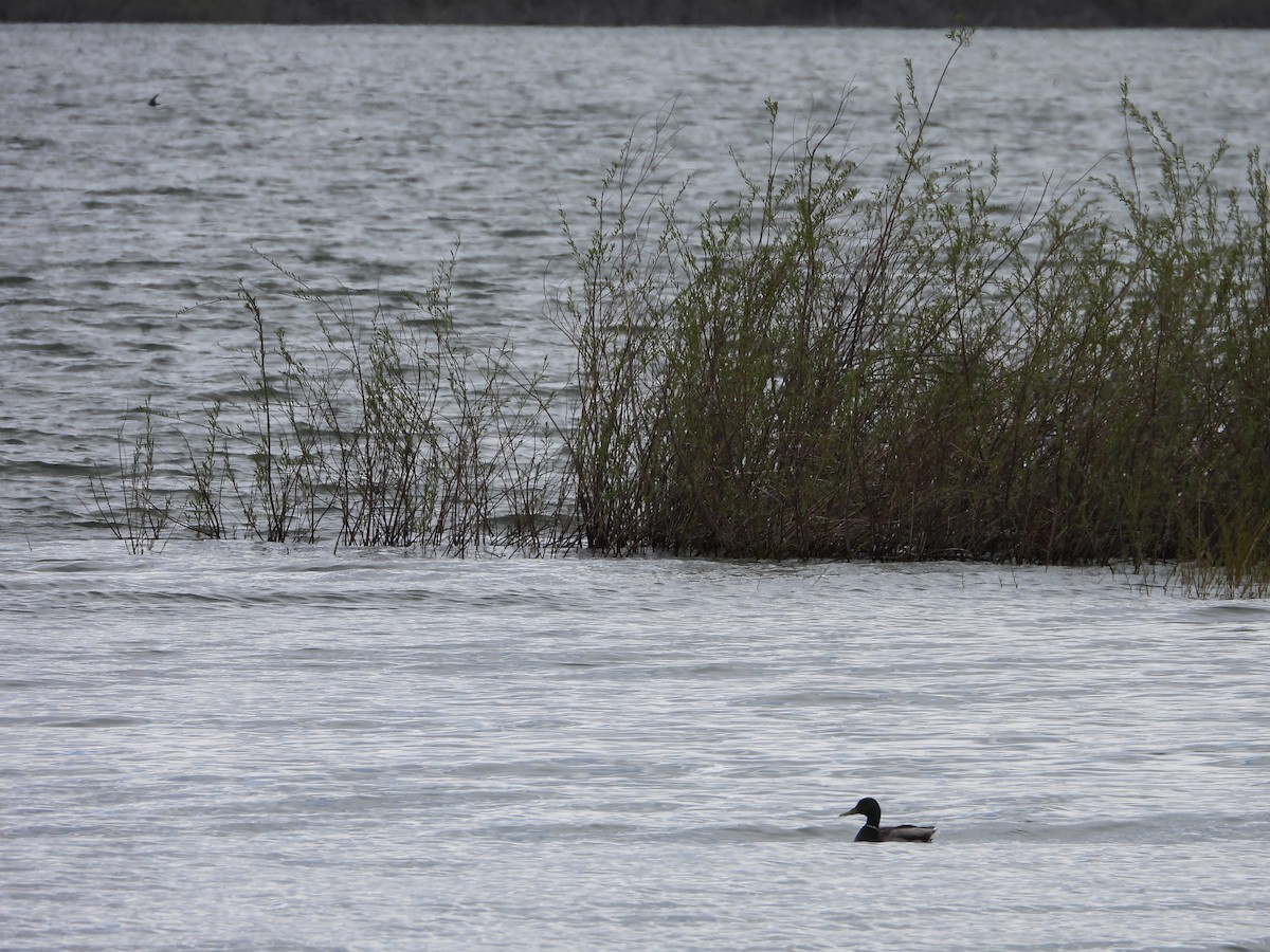 Canard colvert - ML619415248