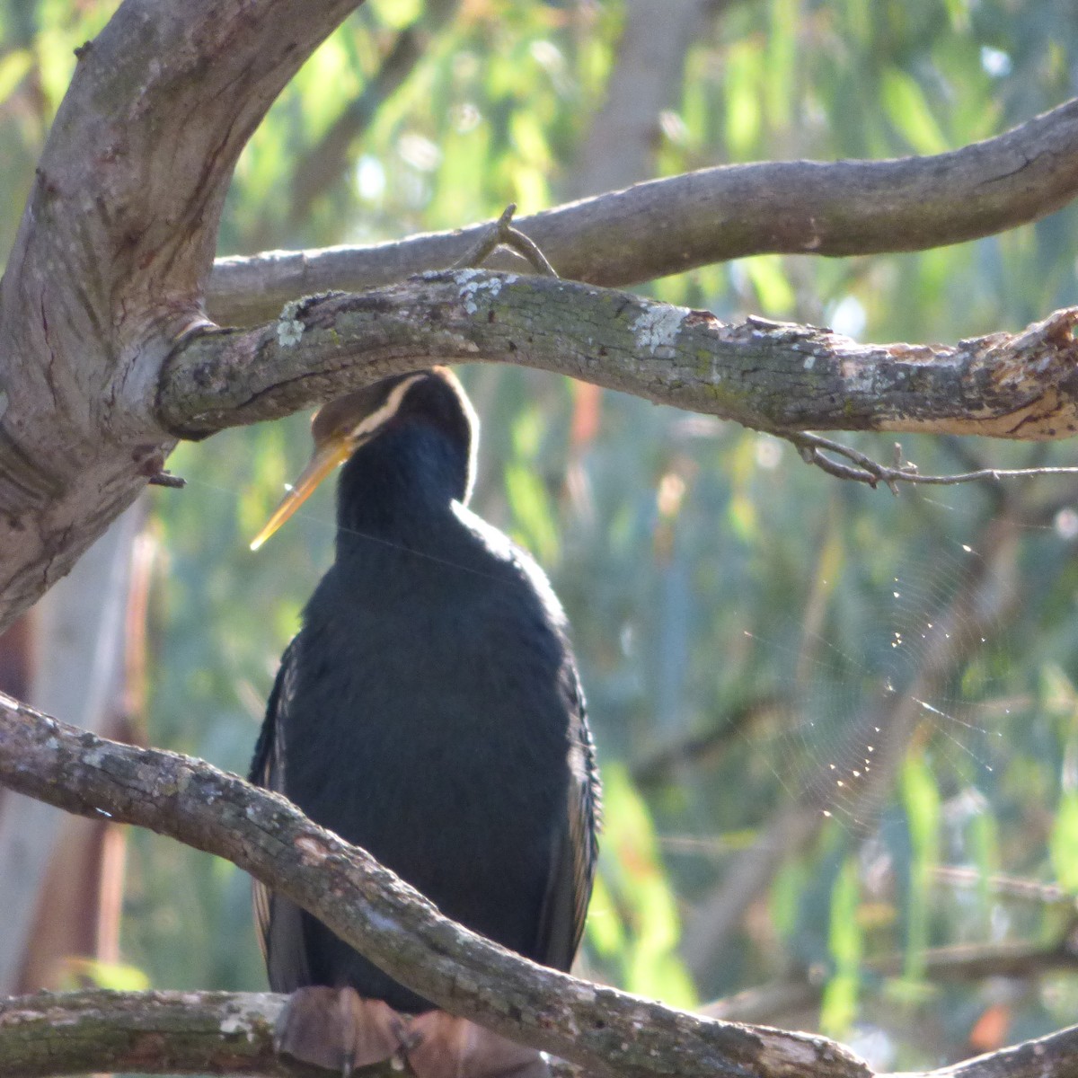 anhinga australská - ML619415251