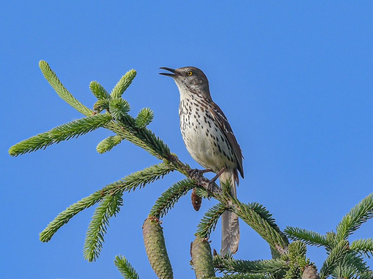 Brown Thrasher - ML619415256