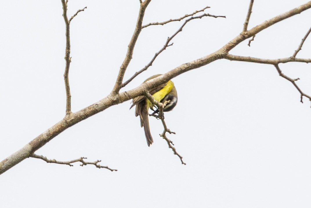 Golden-bellied Flycatcher - Mason Flint