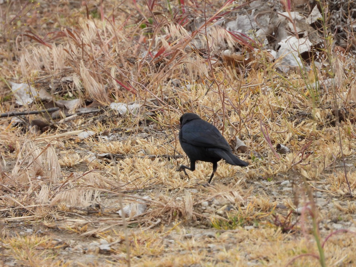 Brewer's Blackbird - Maura Powers