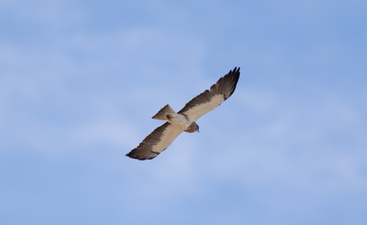 Swainson's Hawk - Nick Pulcinella