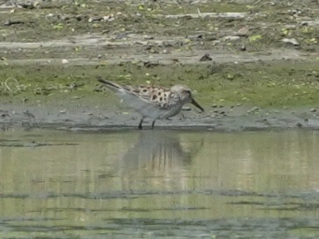 White-rumped Sandpiper - Tami Reece